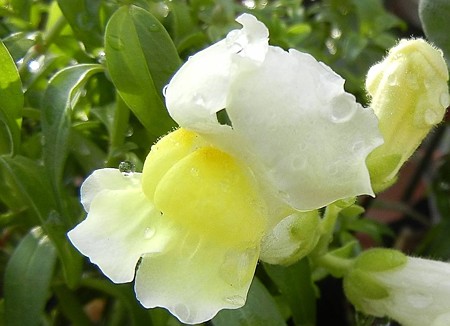 キンギョソウ・02.16