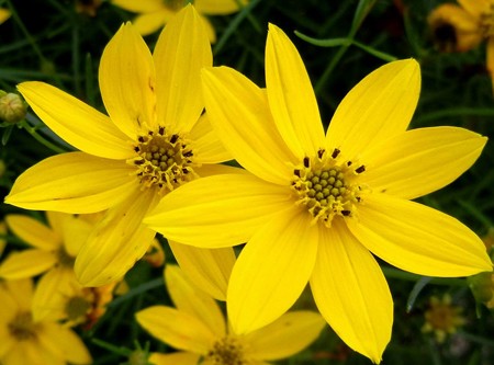 イトバハルシャギク・A