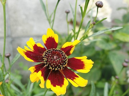 ハルシャギク・C