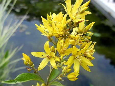 クサレダマ・13.07.12