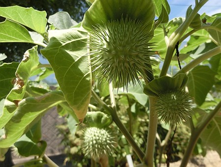 ケチョウセンアサガオ・B