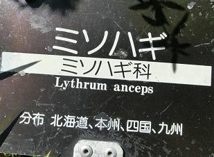 ミソハギ・花名札