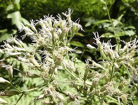 ヒヨドリバナ・B