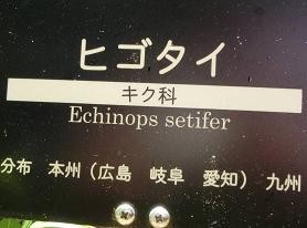 ヒゴタイ・花名札