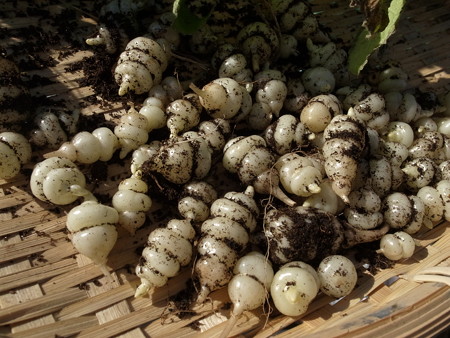 写真: チョロギ栽培６