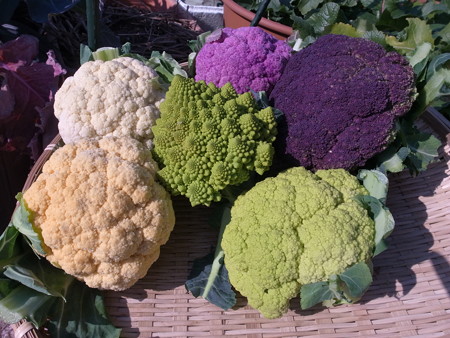 カリフラワーの種類