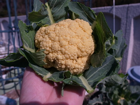 写真: ミニ美星４