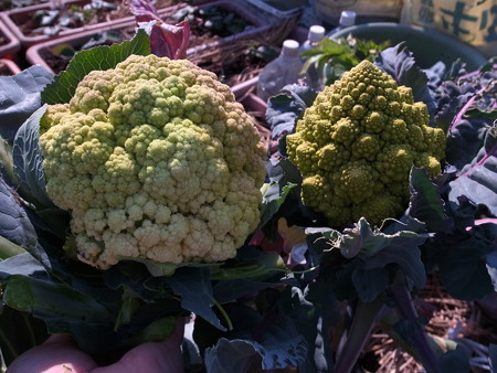 写真: グリーンカリフラワー３