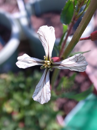 写真: ルッコラの花２