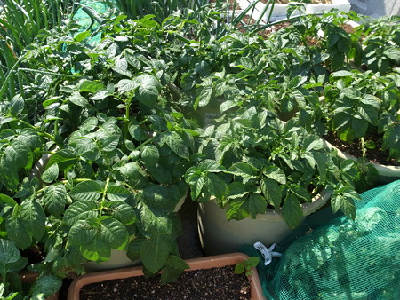 写真: ジャガイモ１