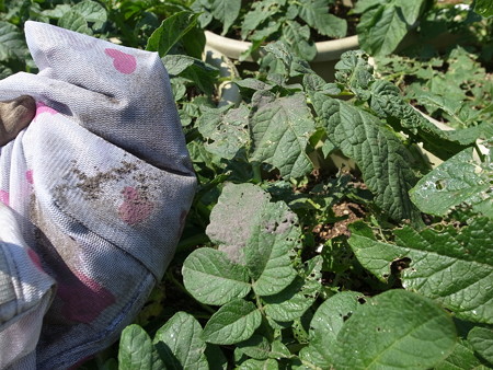 写真: 草木灰３