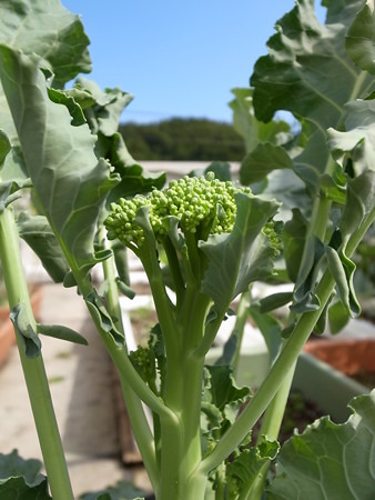 写真: 茎ブロッコリー３