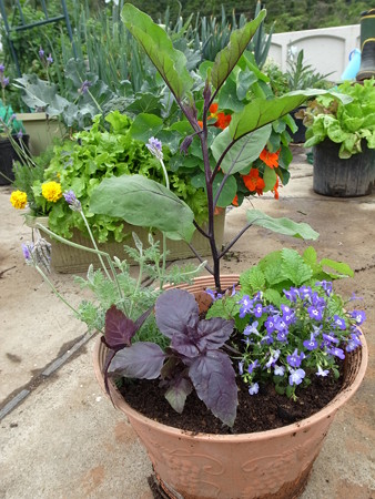 写真: ポタジェ３