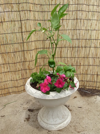 写真: ポタジェ８