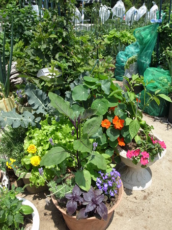 写真: ポタジェ菜園１