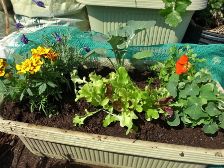 写真: ポタジェ菜園１