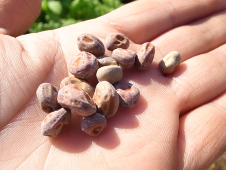 写真: ツタンカーメン栽培１