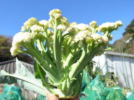 写真: カリフローレ
