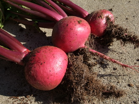 写真: 赤かぶ３