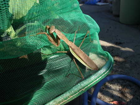 写真: カマキリ
