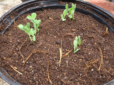 写真: ツタンカーメン３