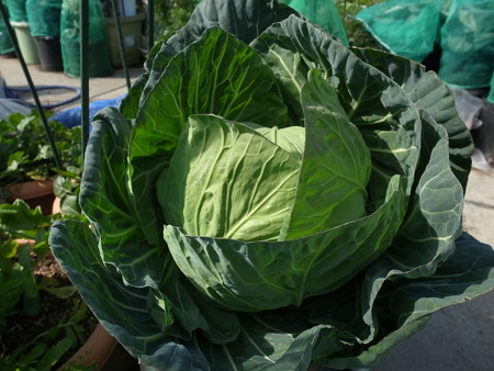 写真: キャベツ１