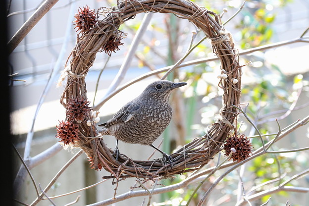 お庭のイソヒヨドリ♀(1)FK3A3323