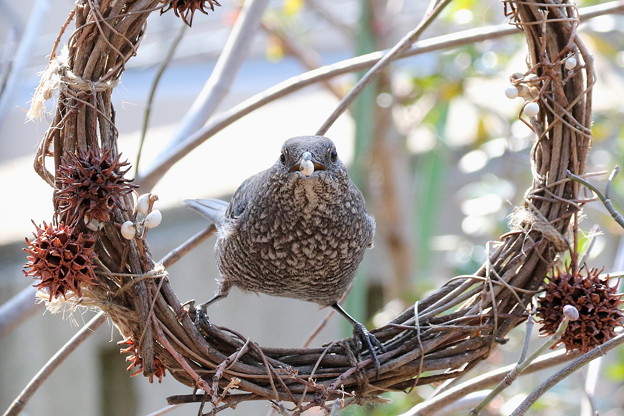 お庭のイソヒヨドリ♀(3)FK3A3318