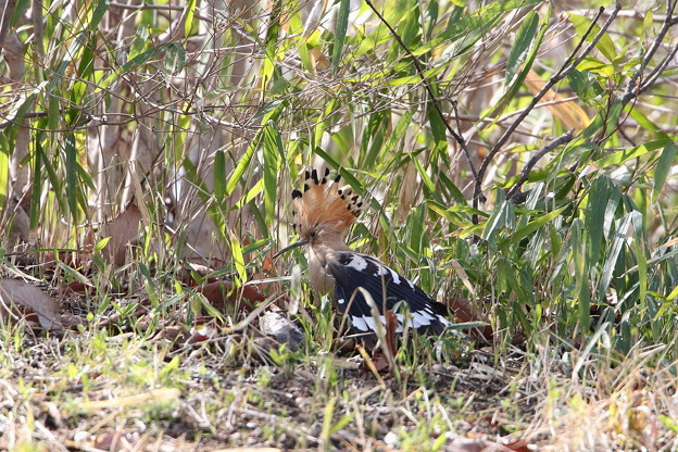 丘陵のヤツガシラ(7)044A1060