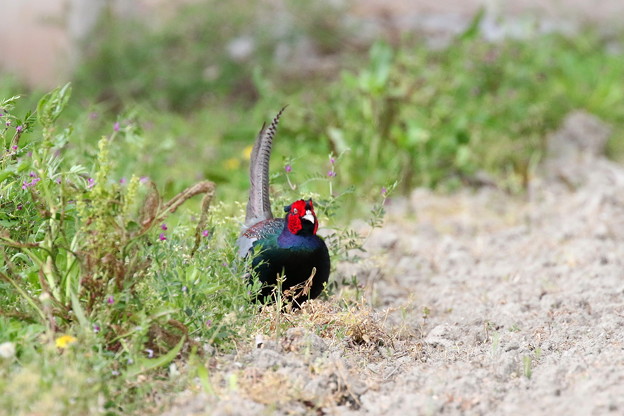 一本足のキジ♂(1)FK3A7215