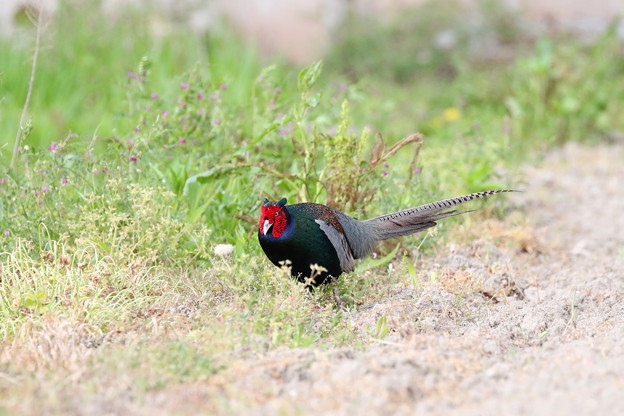 一本足のキジ♂(2)FK3A7225