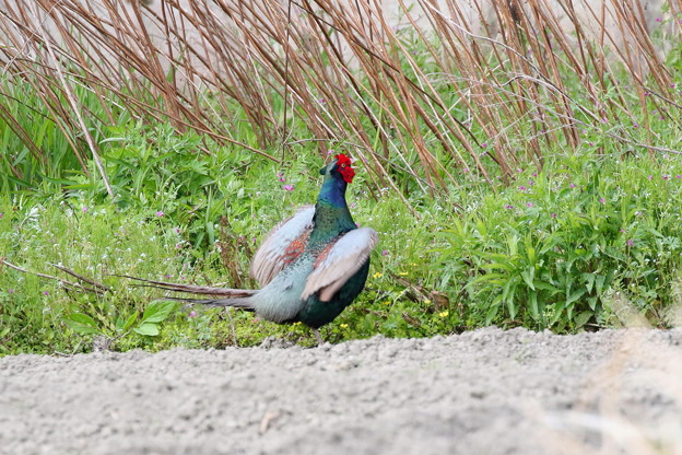 一本足のキジ♂(5)FK3A7196