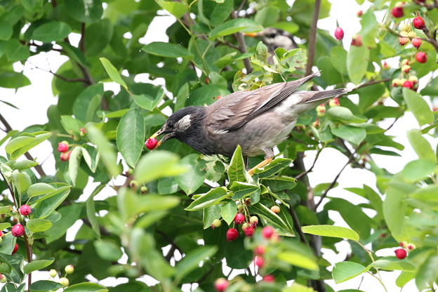 ジューンベリーとムクドリ(1)FK3A0112