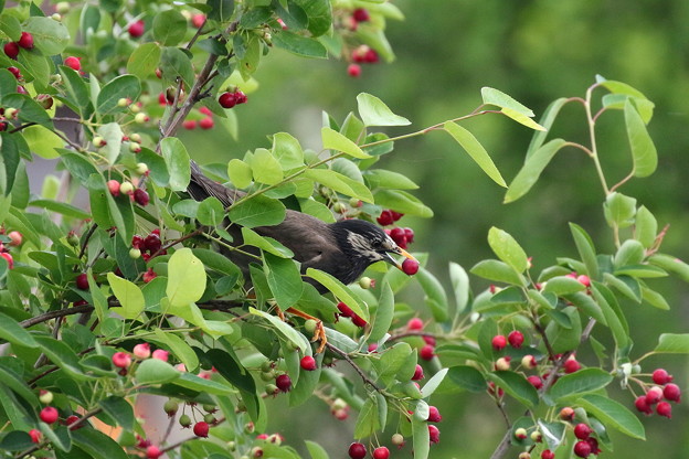 ジューンベリーとムクドリ(2)FK3A9983