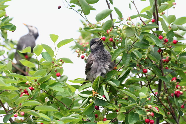 ジューンベリーとムクドリ(3)FK3A0127