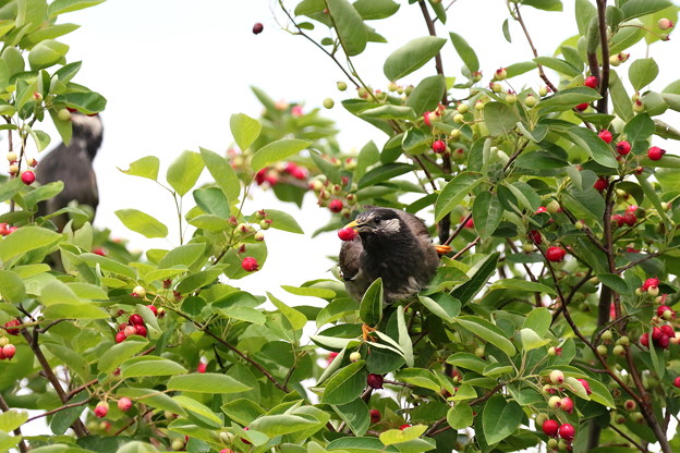 ジューンベリーとムクドリ(4)FK3A0130