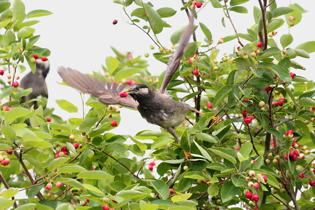 ジューンベリーとムクドリ(5)FK3A0131