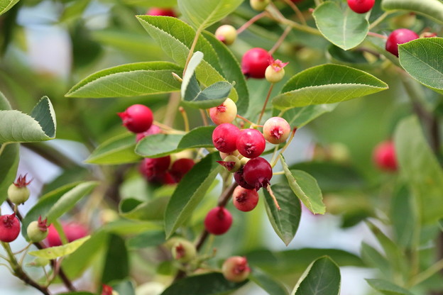 ジューンベリーの実 FK3A0133