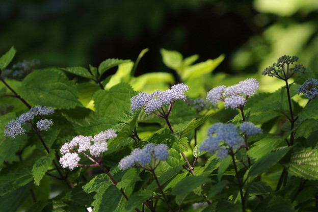 コアジサイ(1)FK3A1348