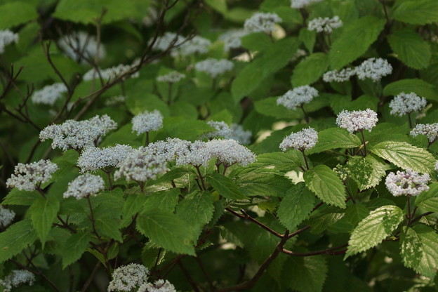 コアジサイ(2)FK3A1377