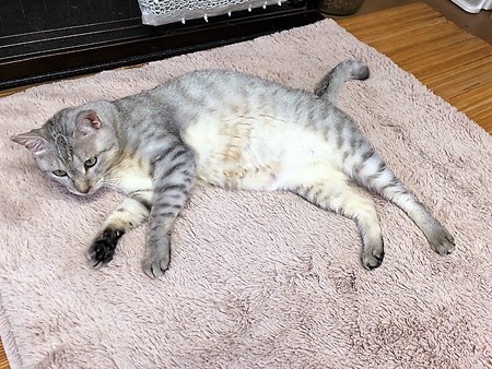 ３さばぞう210604