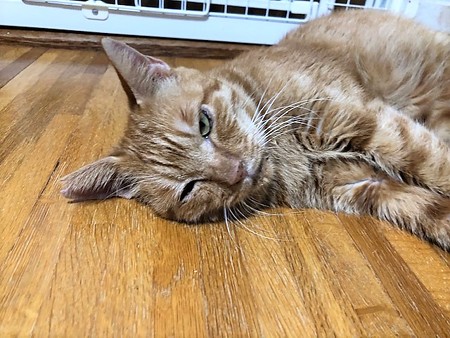 mcあかべえ210604２