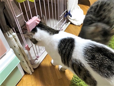 mcあむろ210604１