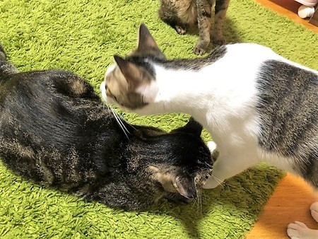 mcあむろじゅん210604２