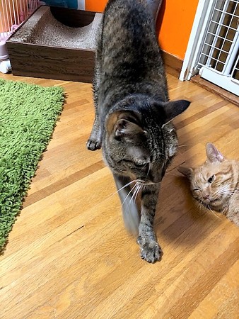 mcいちこ210604２