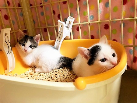 リ銀河北斗210604２