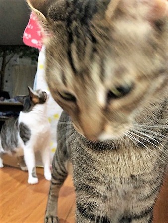 リくまたんバニラ210611２