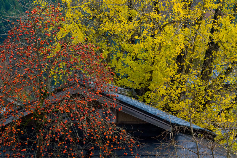 クリックすると新しいウィンドウで開きます