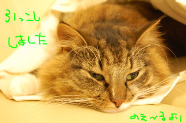 引越ししました